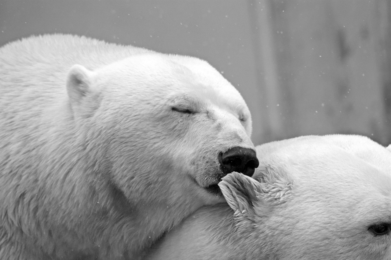 A polar bear looks like they are whispering in the ear of another polar bear. Gorilla meme
