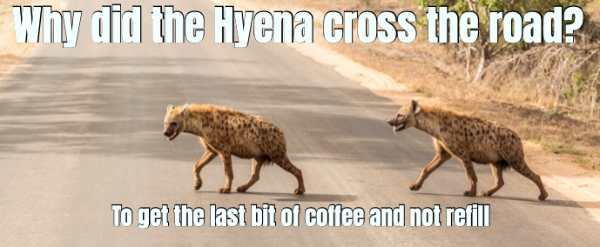 why did the hyena cross the road?